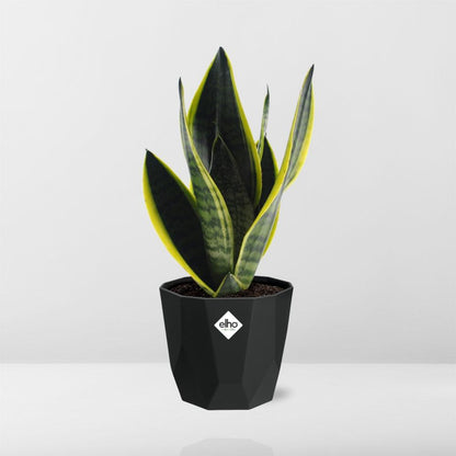 Sansevieria Futura Superba in 14cm b.for rock living black
