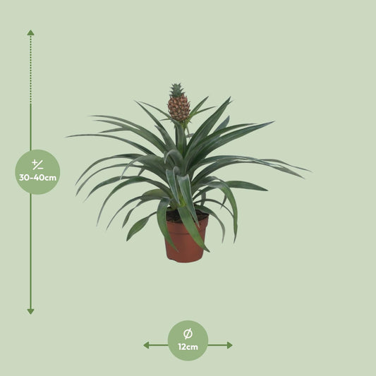 Ananas Mi Amigo - Ø12cm - ↕40cm