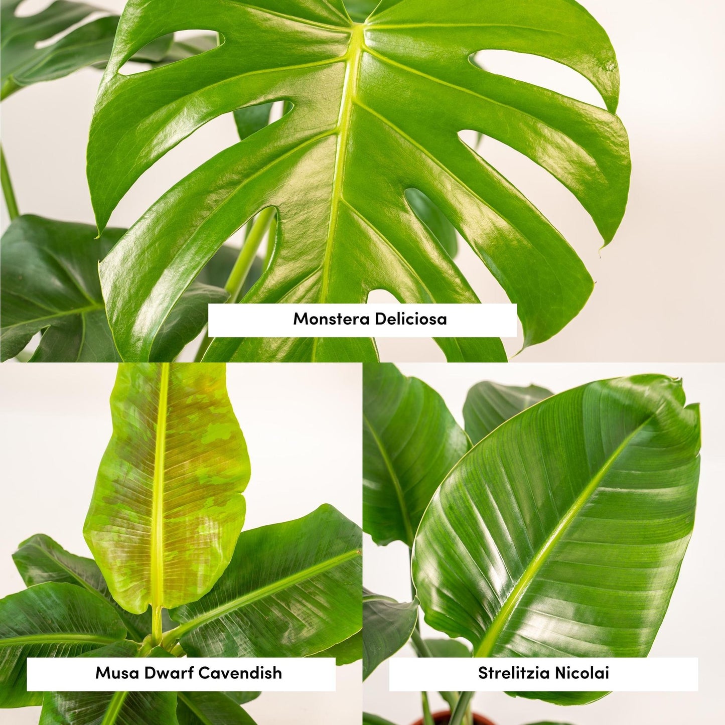 Monstera Deliciosa - Ø21cm - ↕75cm + Musa Dwarf Cavendish - Ø21cm - ↕85cm + Strelitzia Nicolai - Ø19cm - ↕90cm + Korb Igmar