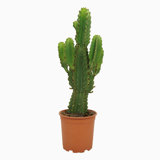 Kandelaber-Wolfsmilch 60 cm – Pflegeleichte exotische Sukkulente