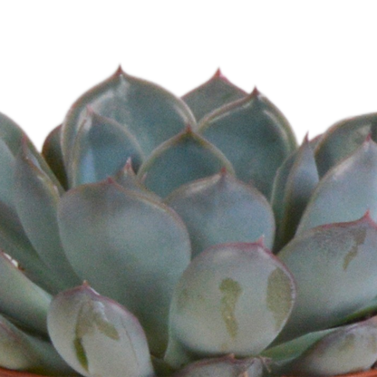 Echeverie Mix 3er Set im Terrakottatopf 8,5 cm