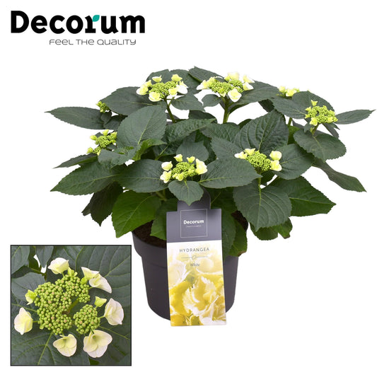 Hydrangea Teller Benxi (wit) 7 - 12 Kop (Decorum) - Ø23cm - ↕45cm