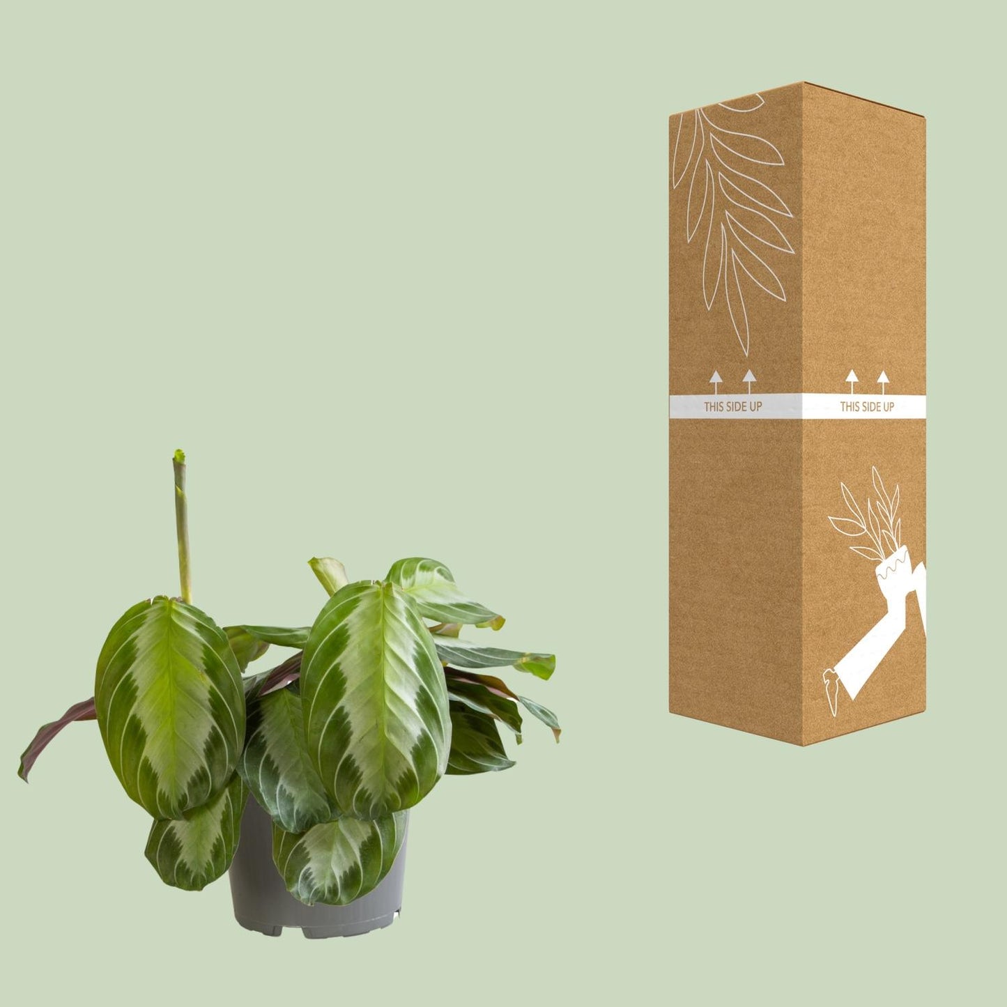 Maranta Silver Band - Ø12cm - ↕30cm