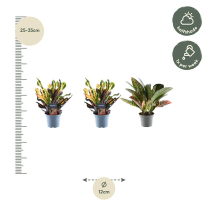 Kroton Mix 3er Set – Bunte, pflegeleichte Zimmerpflanzen 30 cm