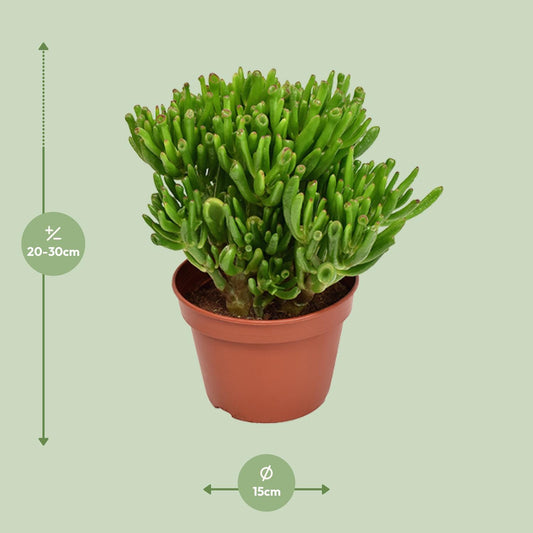 Crassula Hobbit - Ø15cm - ↕21cm