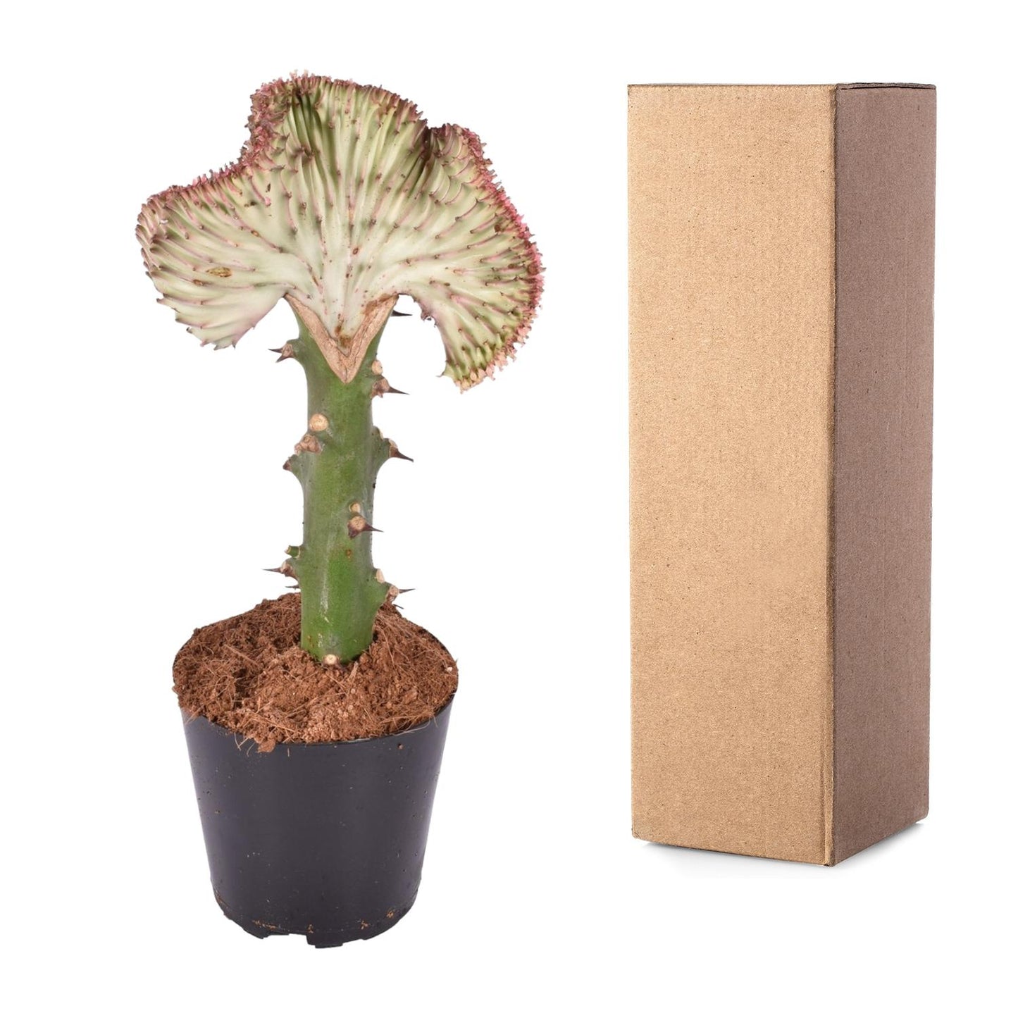 Korallenkaktus 'Cristata Rood' – Exotische, pflegeleichte Sukkulente 30 cm
