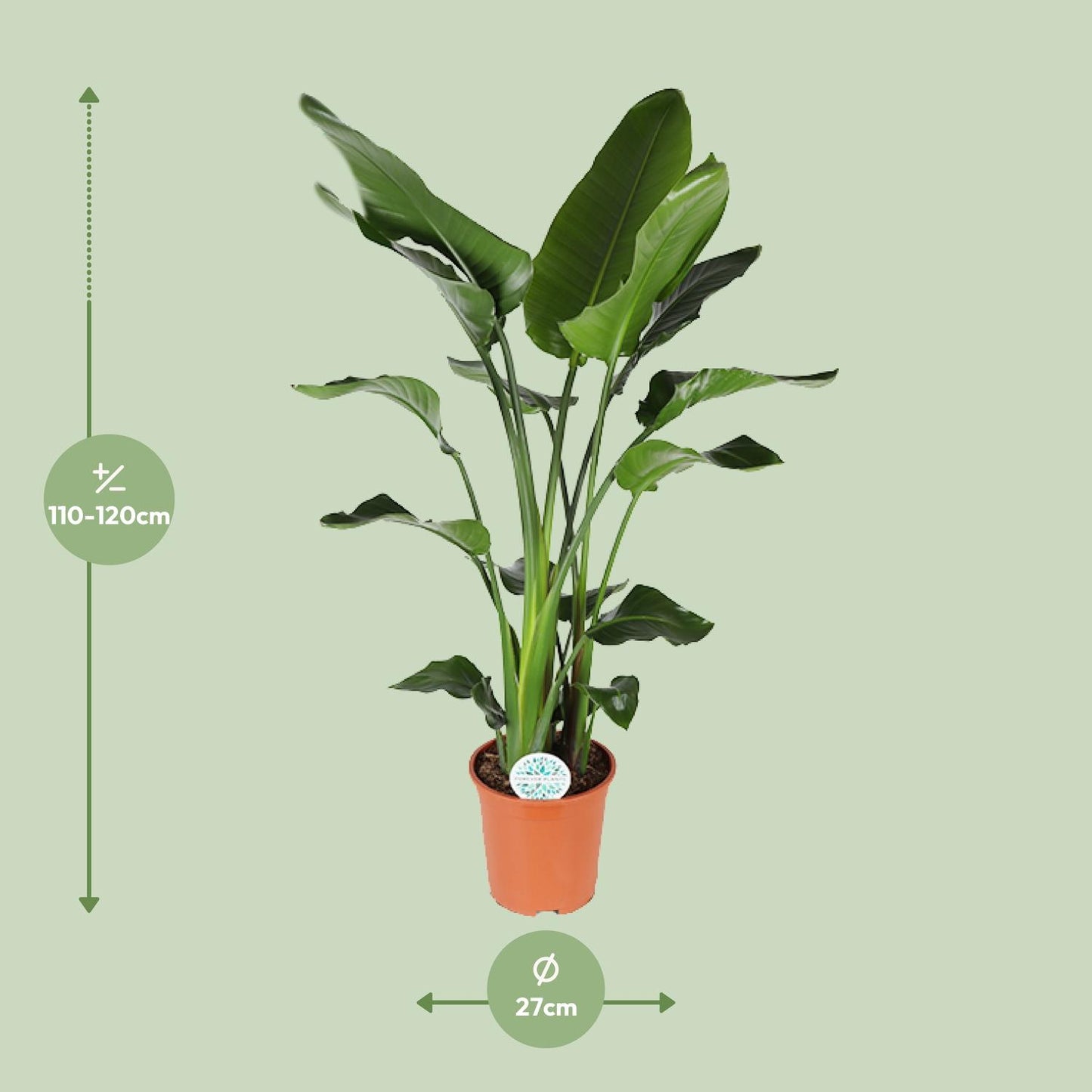 Strelitzia Nicolai - Ø27cm - ↕140cm