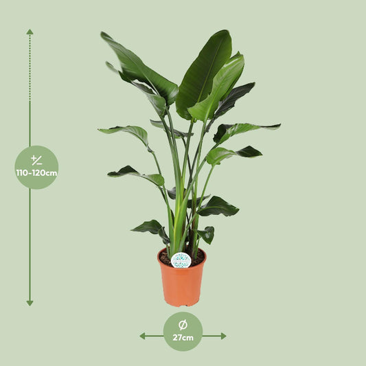 Strelitzia Nicolai - Ø27cm - ↕140cm