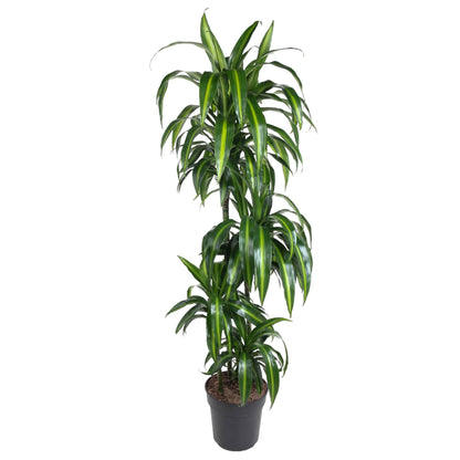 Drachenbaum Hawaiiana – Exotische, pflegeleichte Zimmerpflanze 180 cm