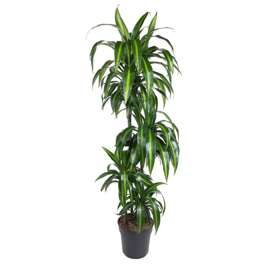 Drachenbaum Hawaiiana – Exotische, pflegeleichte Zimmerpflanze 180 cm