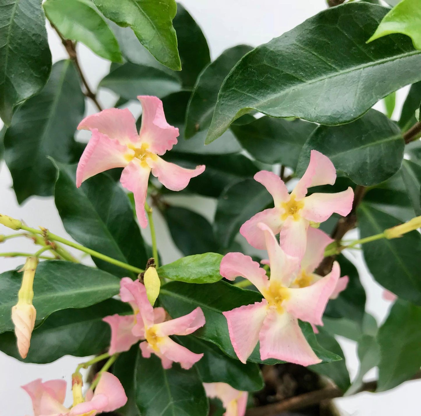 Trachelospermum 'Star of Ibiza' - Toskanischer Jasmin Rosa - Ø15cm - ↕65cm