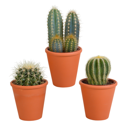 Kakteen Mix 8,5 cm – 3er Set im Terrakotta-Topf