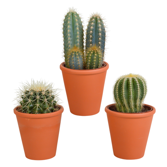 Kakteen Mix 8,5 cm – 3er Set im Terrakotta-Topf