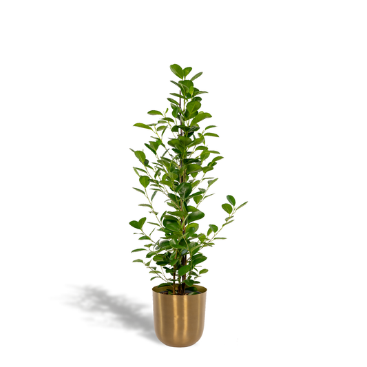 Ficus microcarpa Moclame - Ø21cm - ↕95cm + Topf Mayk Gold