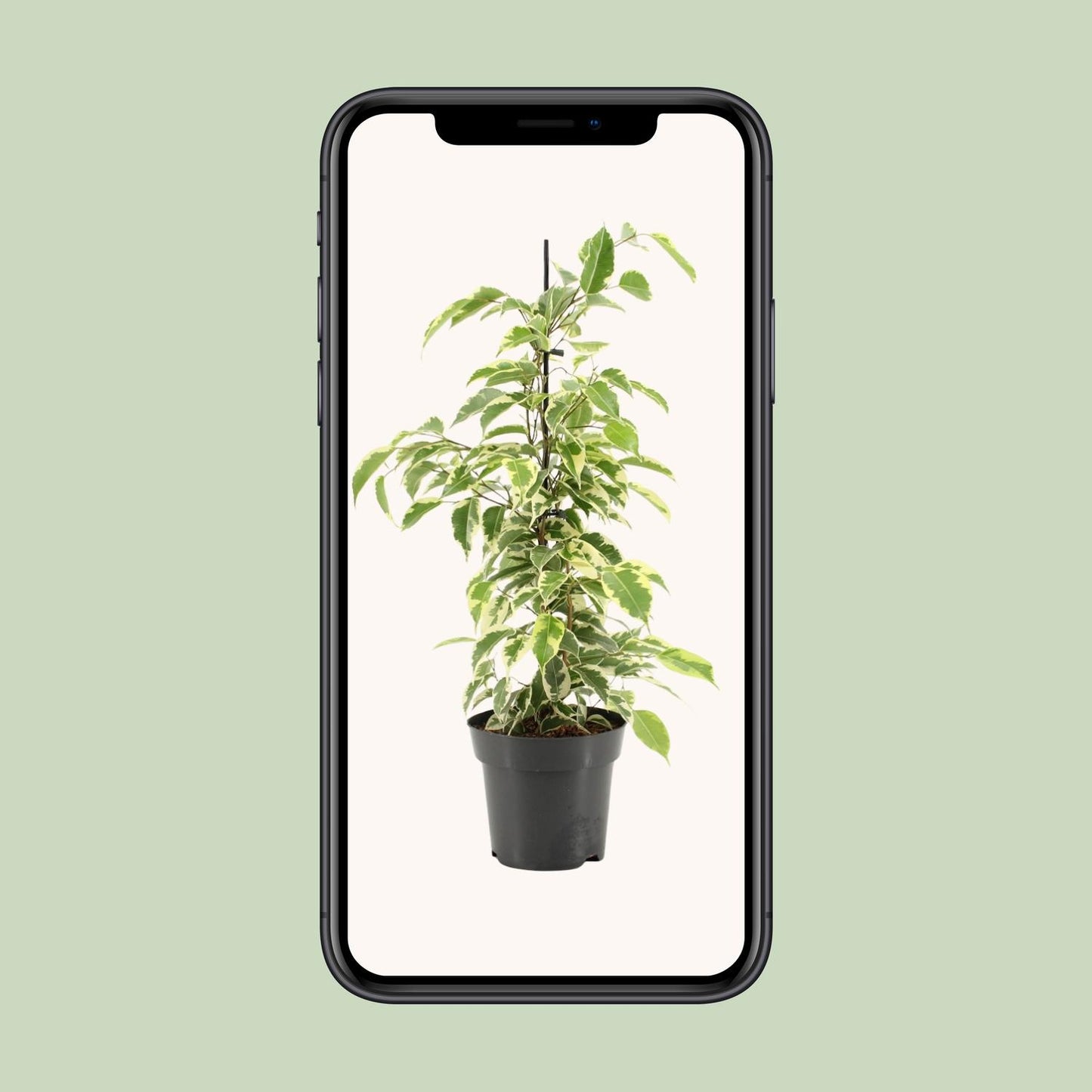 Ficus Benjamina Samantha - Ø14cm - ↕55cm