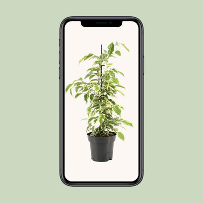 Ficus Benjamina Samantha - Ø14cm - ↕55cm