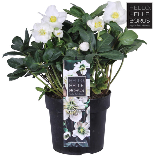 Helleborus Niger 'Christmas Carol' P17 (XL) - Ø17cm - ↕30cm