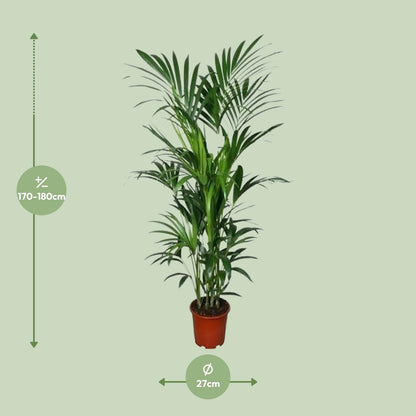 Howea - Ø27cm - ↕180cm