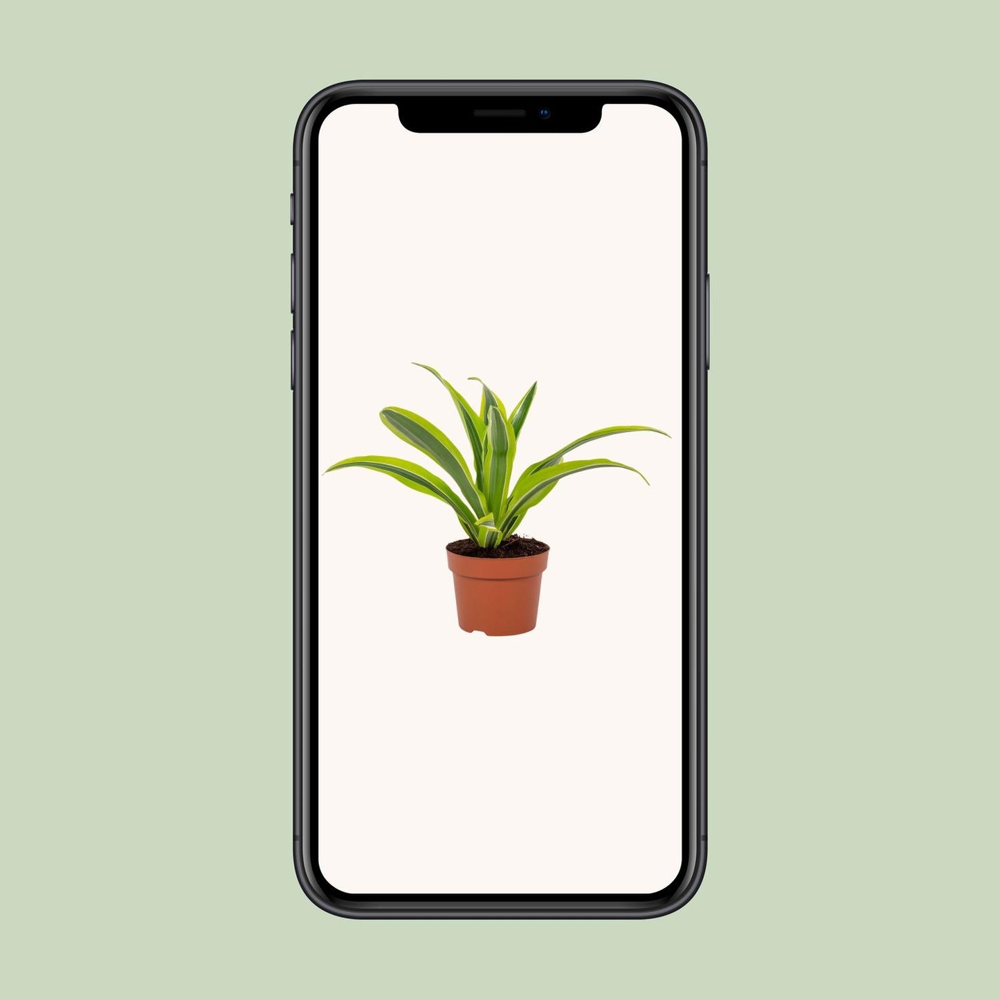 Dracaena Lemon Lime 12cm - Ø12cm - ↕27cm