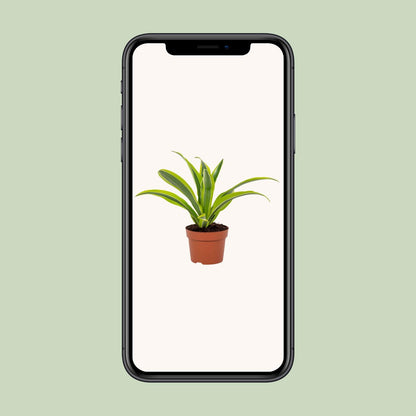 Dracaena Lemon Lime 12cm - Ø12cm - ↕27cm