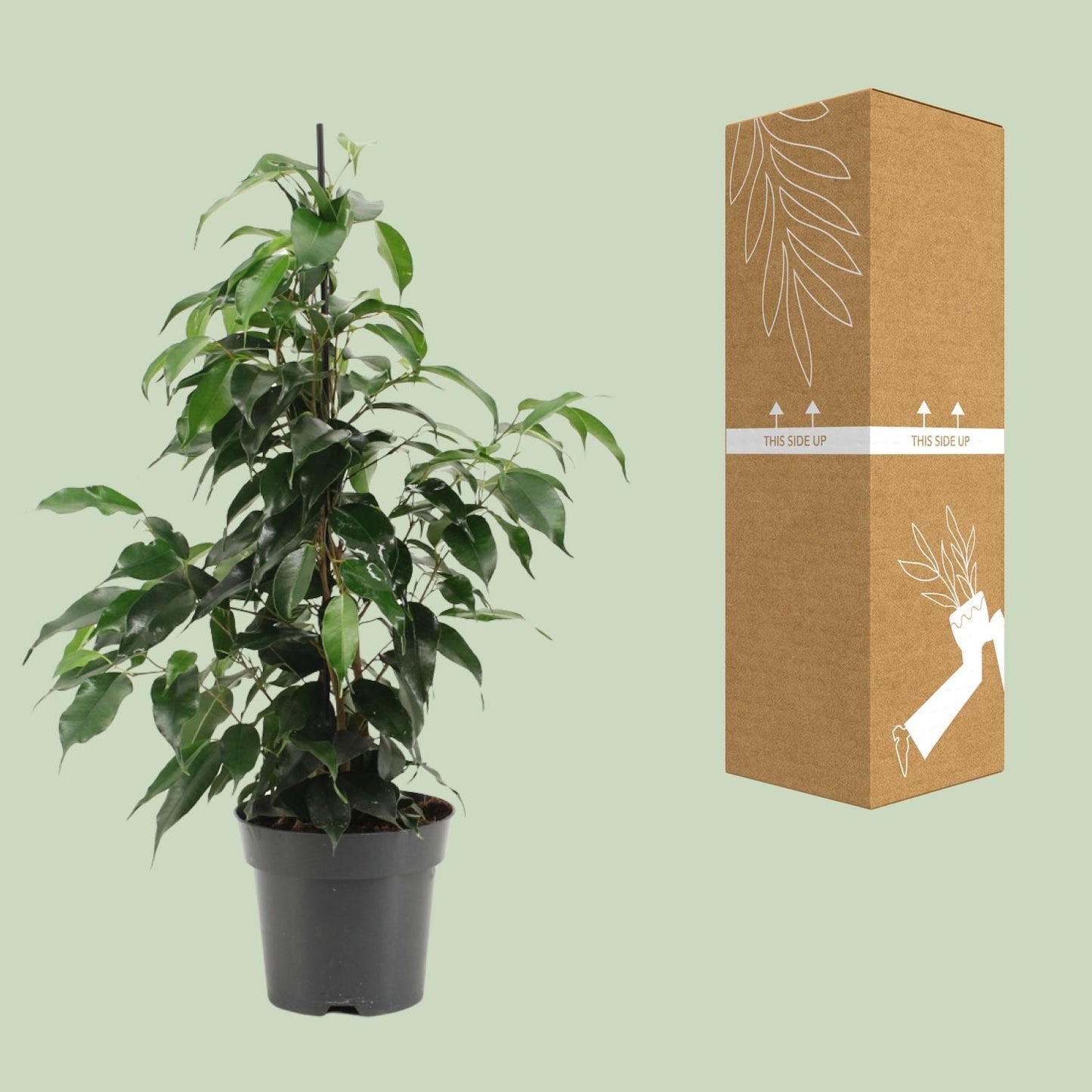 Ficus Benjamina Danielle - Ø14cm - ↕55cm