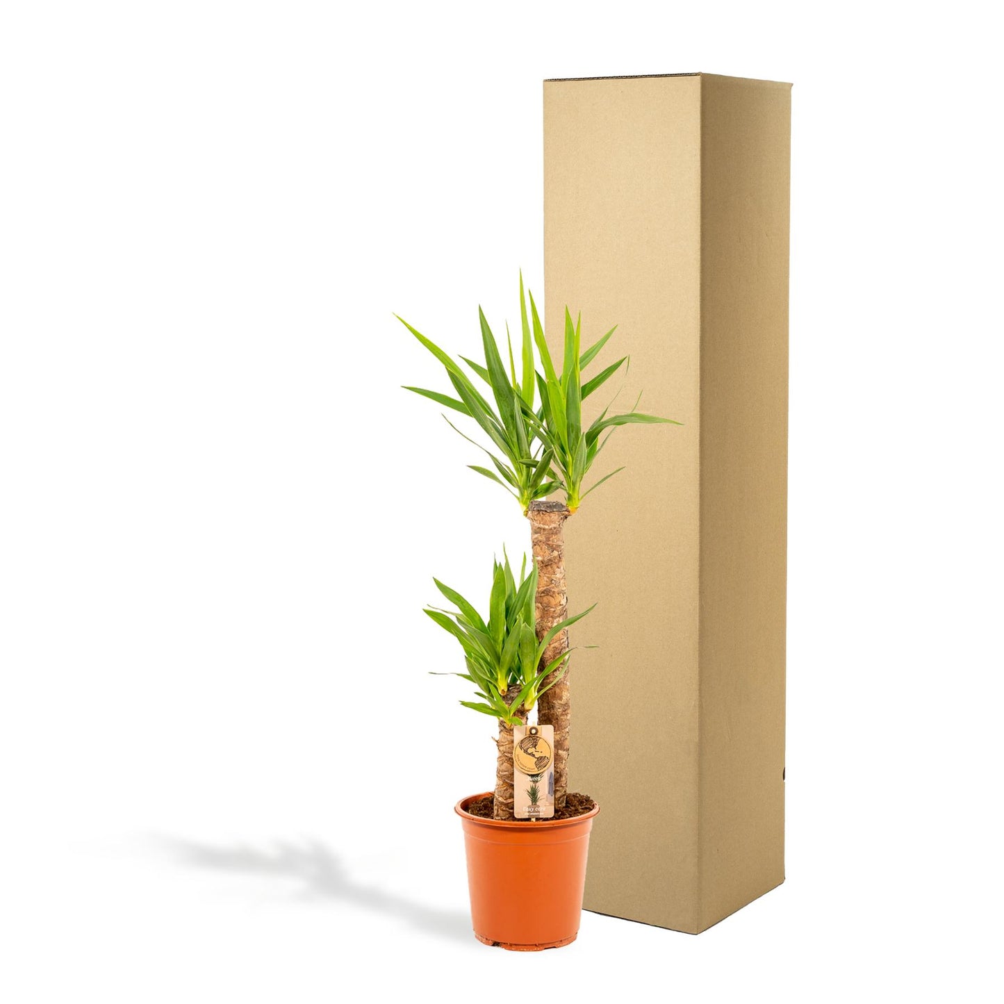 Yucca Palme (Palmlilie) – 100 cm, Ø 21 cm Topf