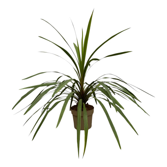 Keulenlilie 'Peko' – 90 cm exotische Zimmerpflanze