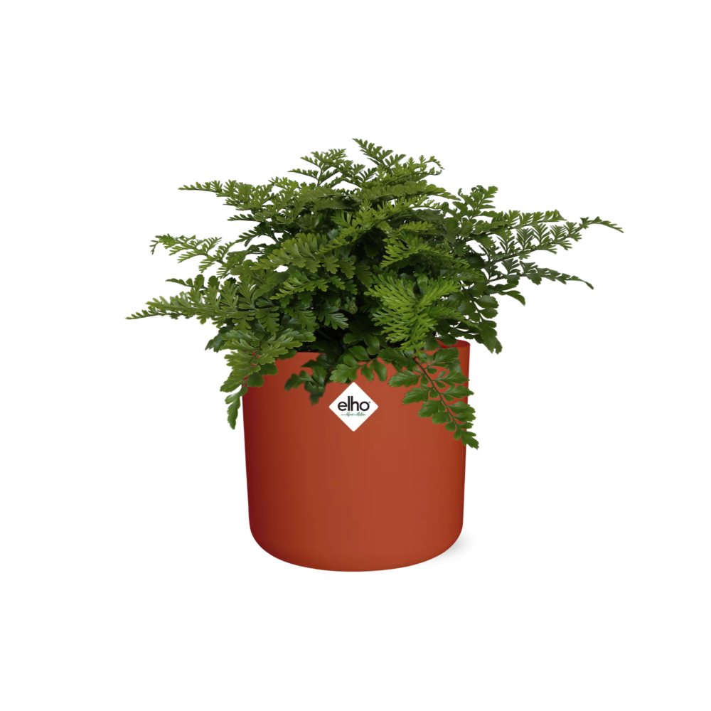 Asplenium Parvati in ELHO b.for soft rond 14cm brique