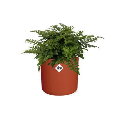 Asplenium Parvati in ELHO b.for soft rond 14cm brique