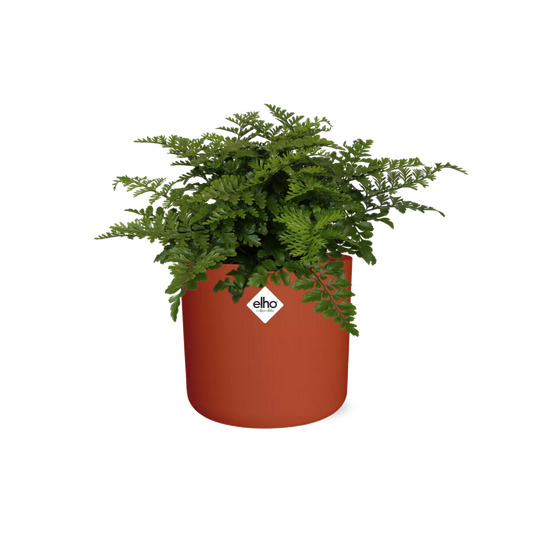 Asplenium Parvati in ELHO b.for soft rond 14cm brique
