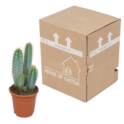 Blauer Säulenkaktus – 17 cm Pilosocereus azureus