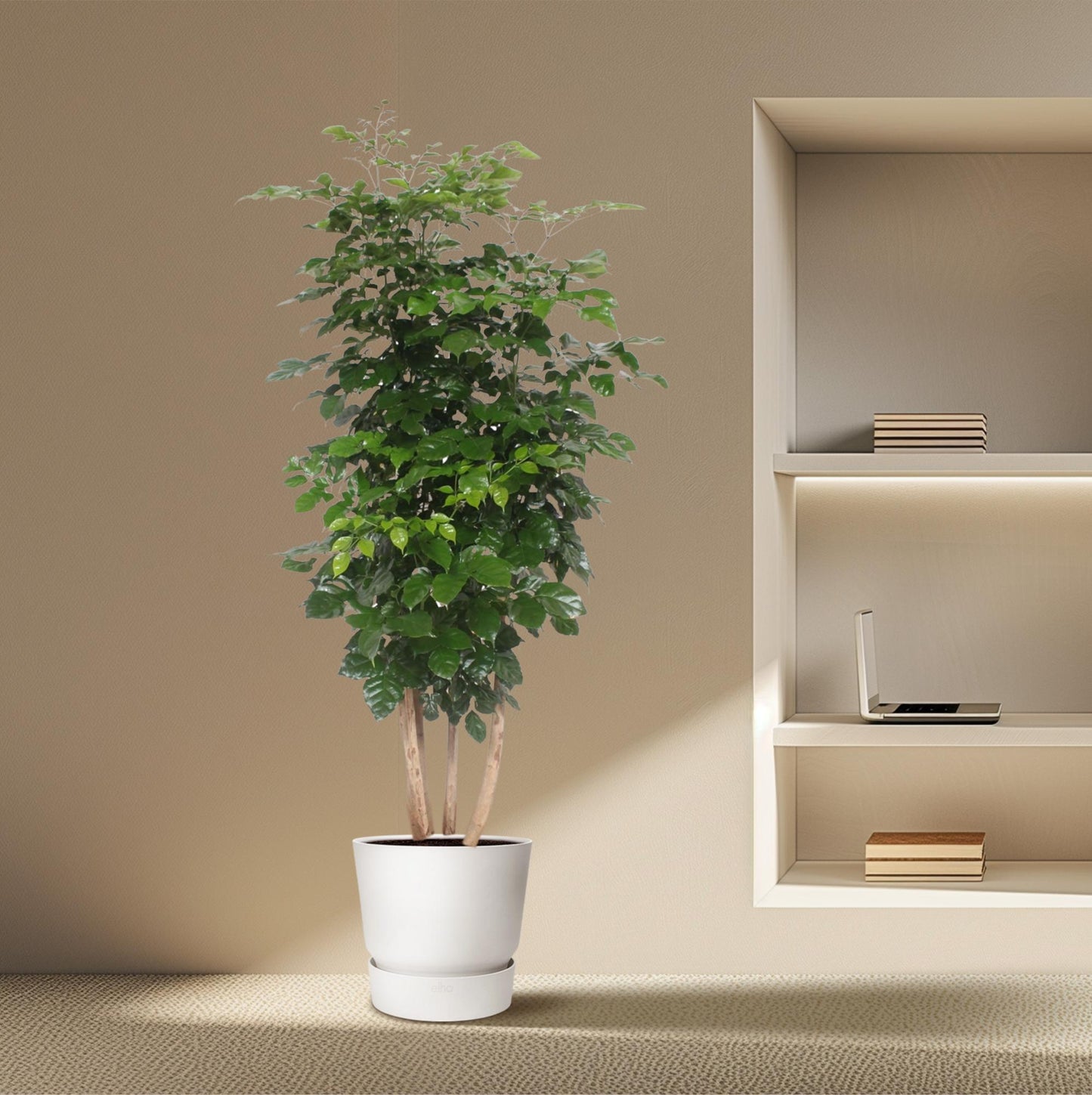 Glücksfeder 'Hainanensis' – Große, pflegeleichte Zimmerpflanze 190 cm