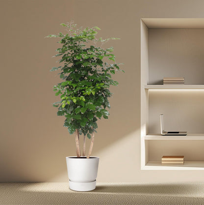 Glücksfeder 'Hainanensis' – Große, pflegeleichte Zimmerpflanze 190 cm