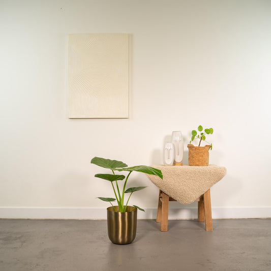 Alocasia Macrorrhiza - Ø19cm - ↕70cm + Topf Mayk Gold