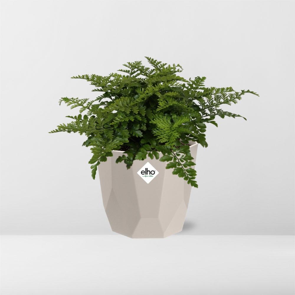 Asplenium Parvati in ELHO b.for rock 14 cm warm grey