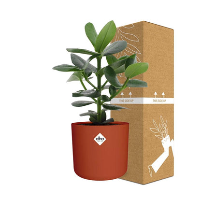 Clusia Princess in ELHO b.for soft rond 14cm brique