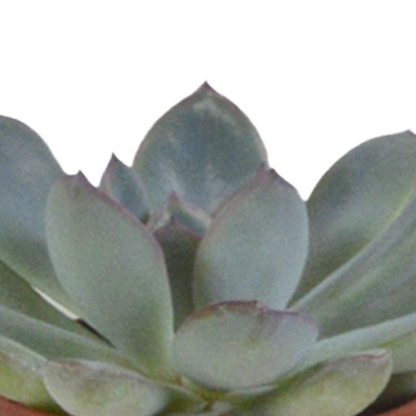 Vetplanten-Mischung 5,5 cm - 5x - in witte pot