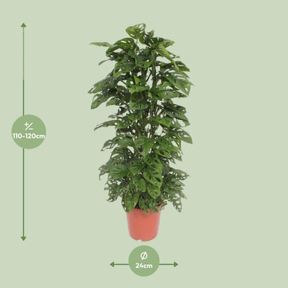 Monstera Monkey Leaf - Ø24cm - ↕120cm