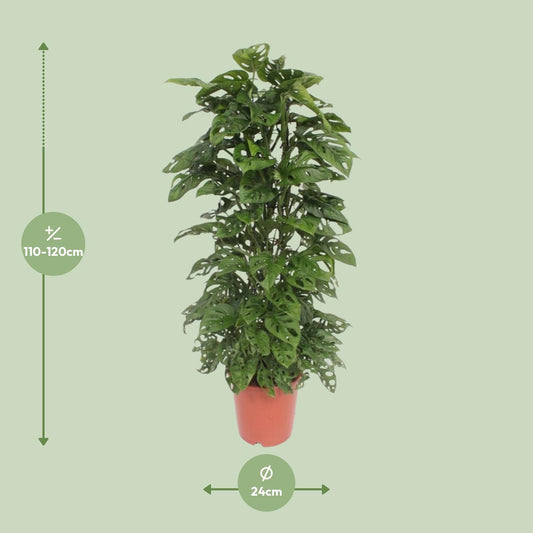 Monstera Monkey Leaf - Ø24cm - ↕120cm