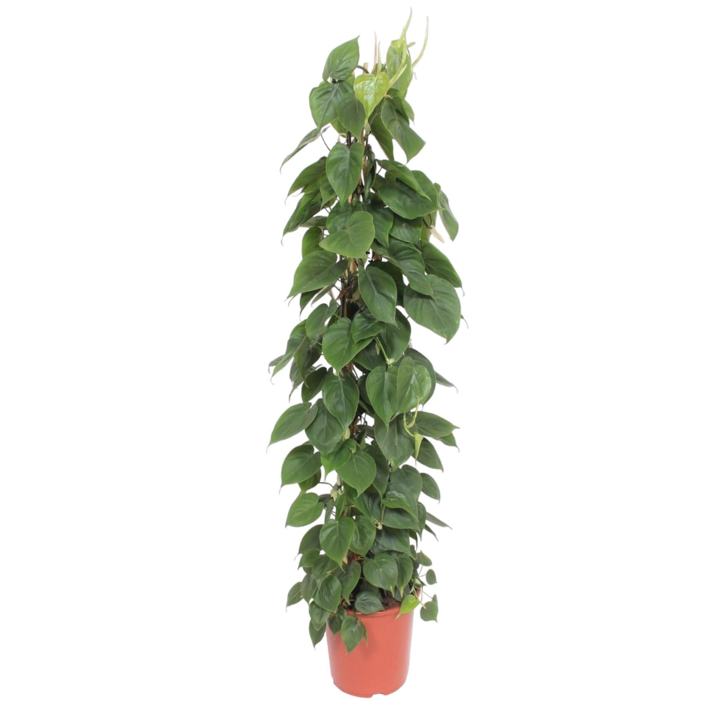 Kletter-Philodendron 150 cm – Herzblattpflanze für stilvolle Räume