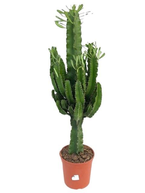 Euphorbia Eritrea
