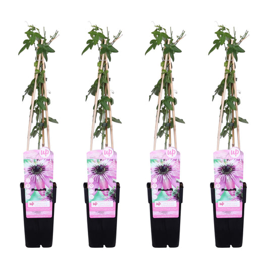 4x - Passiflora 'Purple Haze' - ↨65cm - Ø15