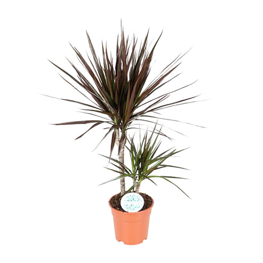 Dracaena Magenta - Ø17cm - ↕70cm