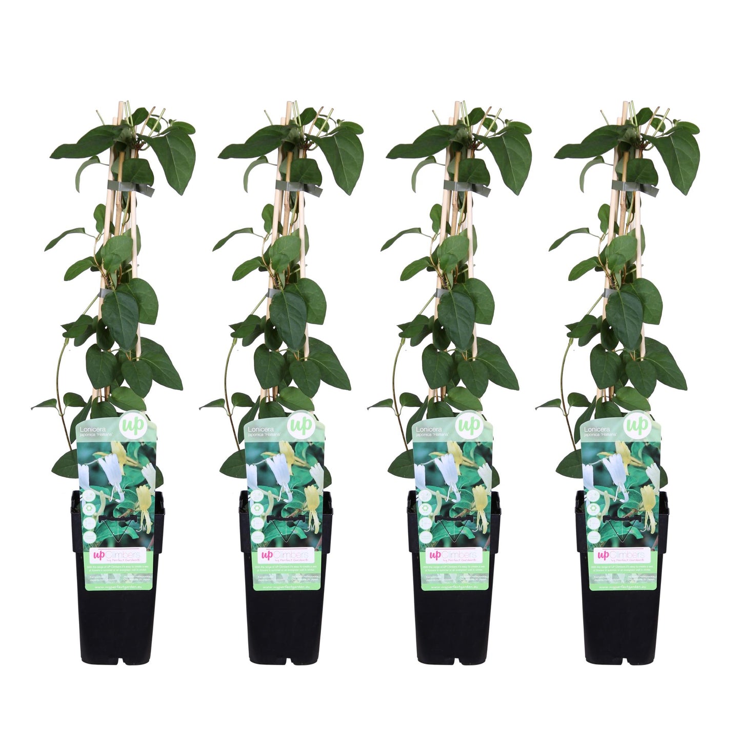 4x - Lonicera japonica 'Halliana' - ↨65cm - Ø15
