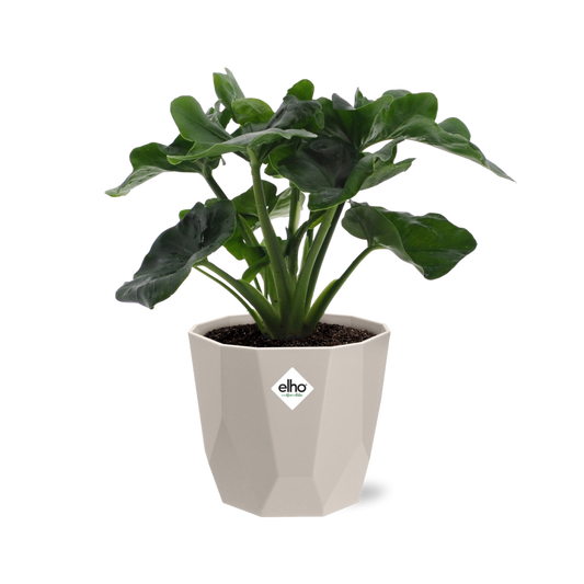 Philodendron Atom in ELHO b.for rock 14 cm warm grey