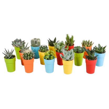 Kakteen & Sukkulenten Mix – 15 pflegeleichte Pflanzen im 5,5cm Topf
