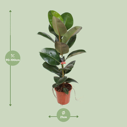 Ficus Elastica Robusta 21 Cm - Ø21cm - ↕95cm