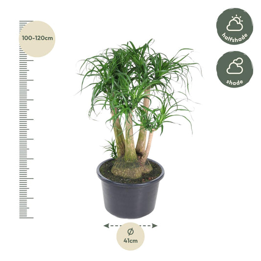 Elefantenfuß 110 cm – Exotische, pflegeleichte Zimmerpflanze