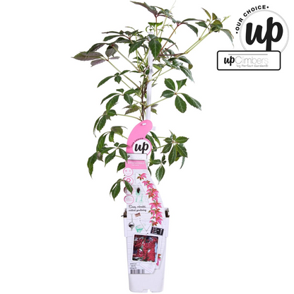 Parthenocissus henryana - Keilschwanzmakrele - Ø15cm - ↕65cm