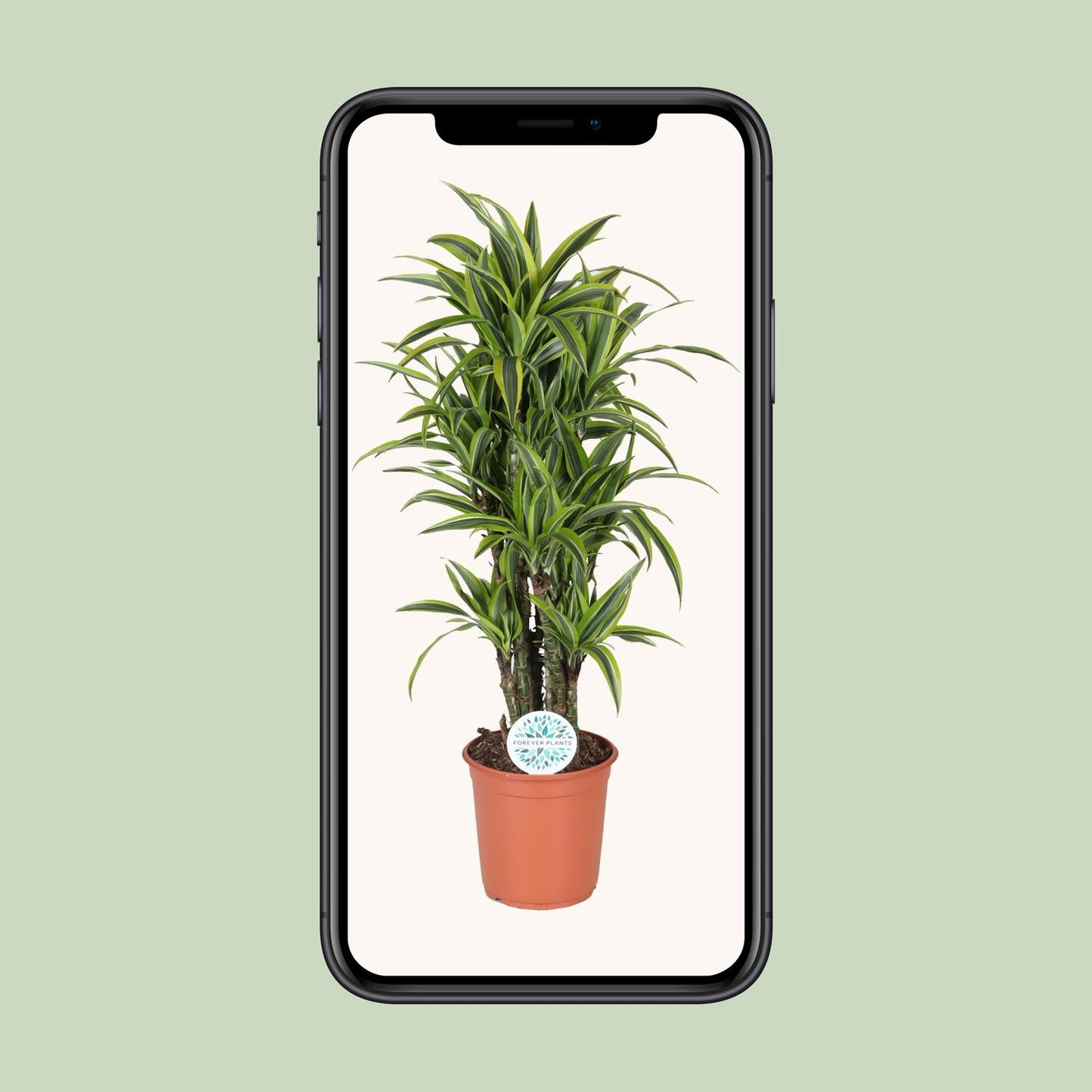 Dracaena Deremensis Lemon Lime - Ø24cm - ↕120cm
